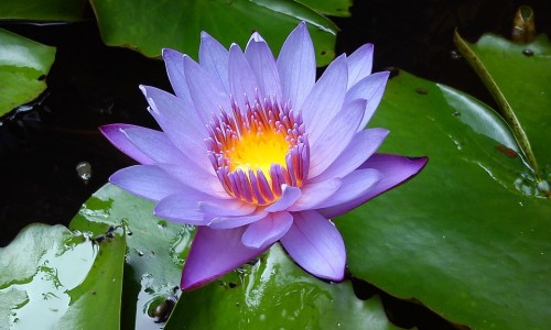 孕期怎么判断食物中毒-怎么区分孕吐和食物中毒网-分享如何区分孕吐和肠胃炎，如何区分孕吐和肠胃炎知识库